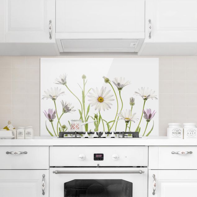 Glasrückwand Küche Blumen Kap - Gänseblümchen