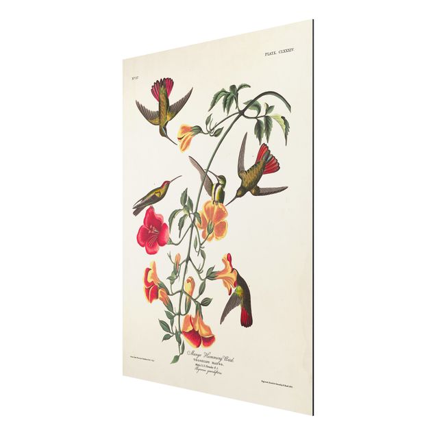 Wandbilder Blumen Vintage Lehrtafel Mango Kolibris