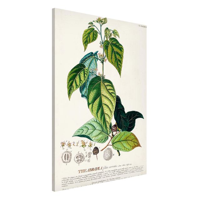 Küchen Deko Vintage Botanik Illustration Kakao