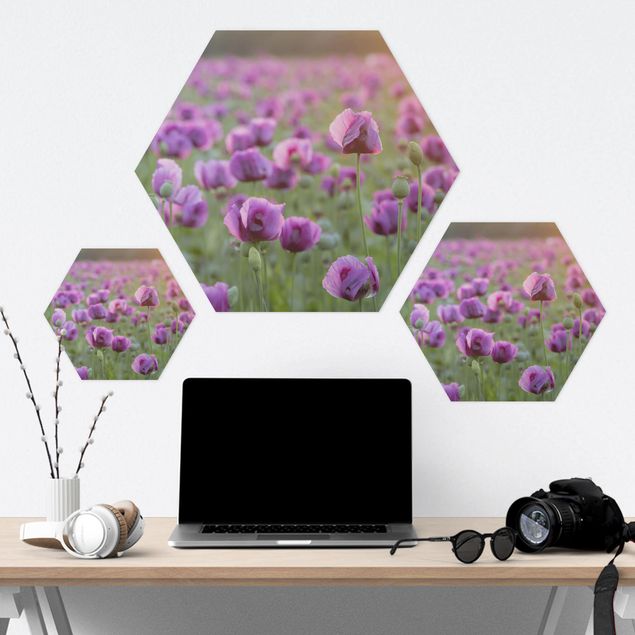 Hexagon Bilder Violette Schlafmohn Blumenwiese im Frühling