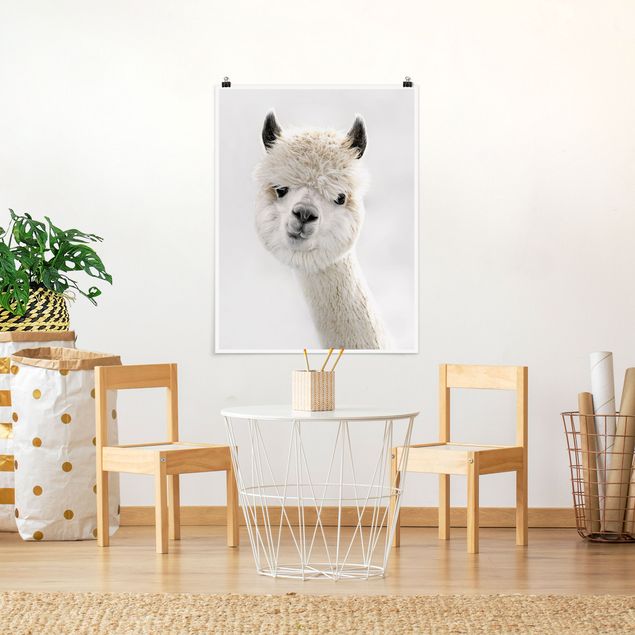 Poster Tiere Alpaka Portrait