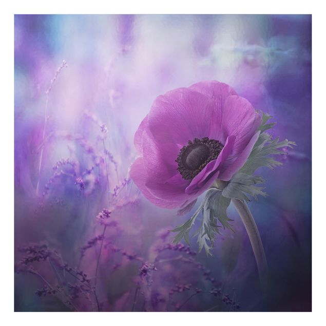 Wandbilder Floral Anemonenblüte in Violett