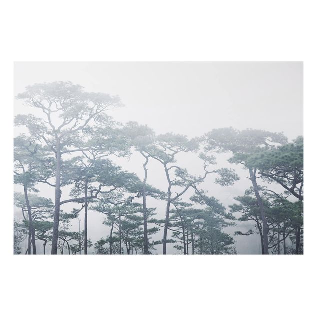 Wandbilder Bäume Baumkronen im Nebel
