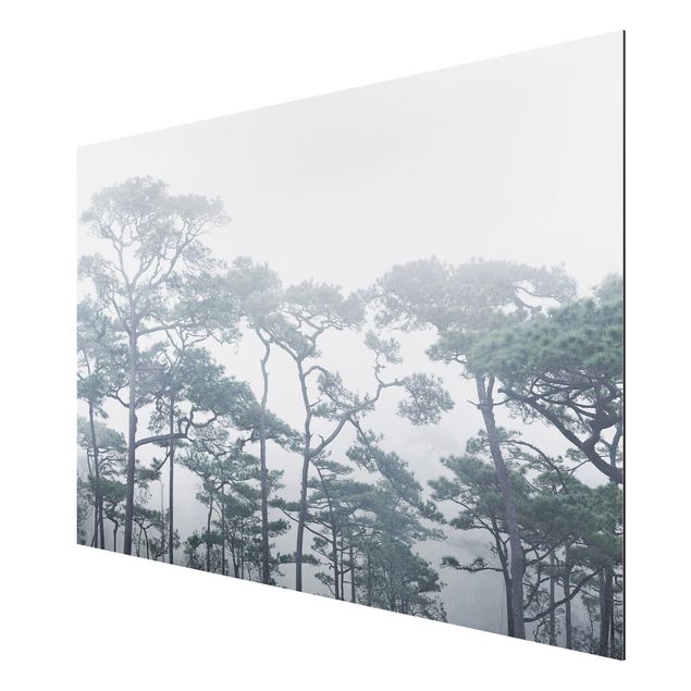 Wandbilder Landschaften Baumkronen im Nebel