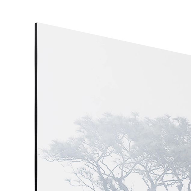 Wandbilder Modern Baumkronen im Nebel