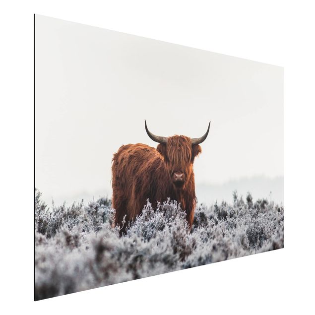 Wandbilder Modern Bison in den Highlands