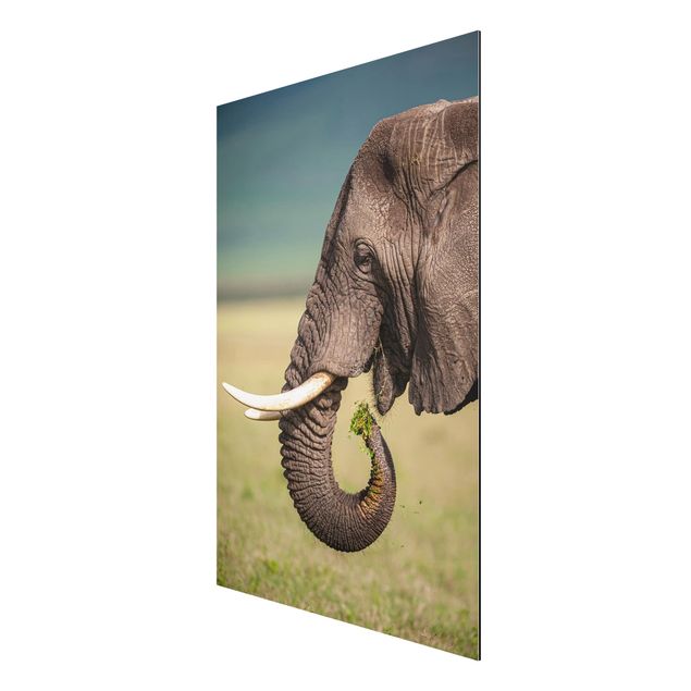 Wandbilder Afrika Elefantenfütterung Afrika