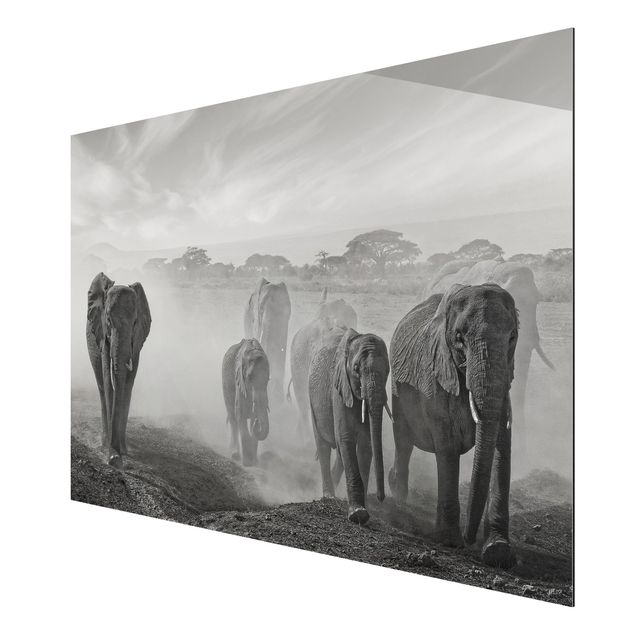 Wandbilder Landschaften Elefantenherde