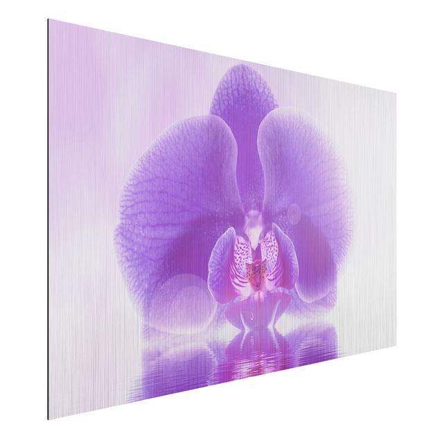 Wandbilder Orchideen Lila Orchidee auf Wasser