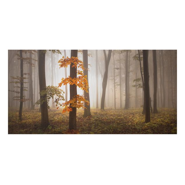 Wandbilder Bäume Novemberwald