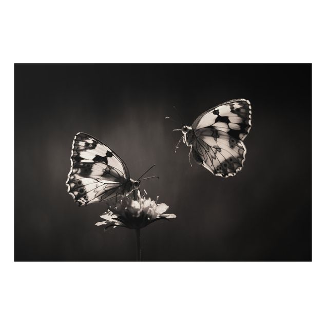 Wandbilder Schmetterlinge Medioluto Norte
