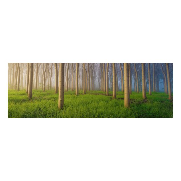 Wandbilder Bäume Morgen im Wald