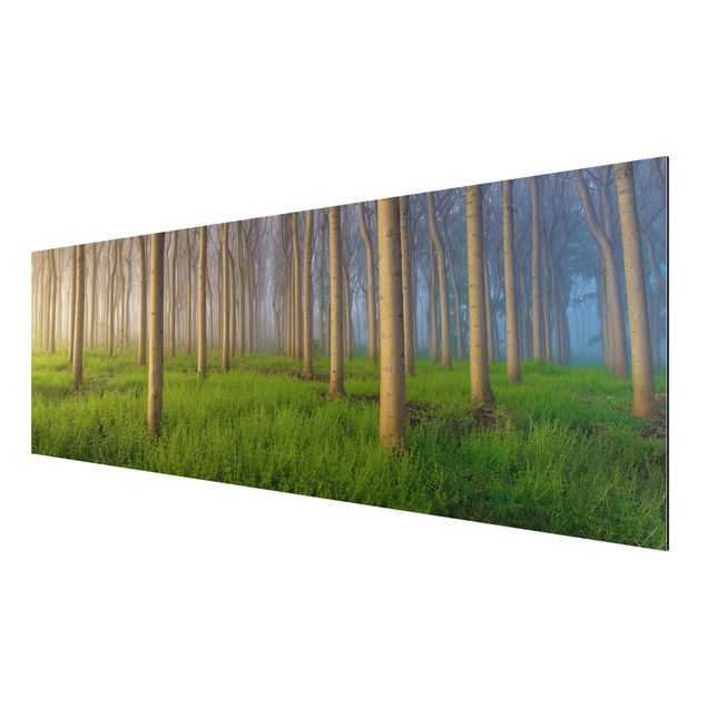 Wandbilder Landschaften Morgen im Wald