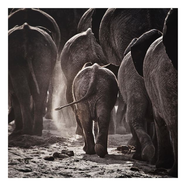 Wandbilder Elefanten Nach Hause gehen