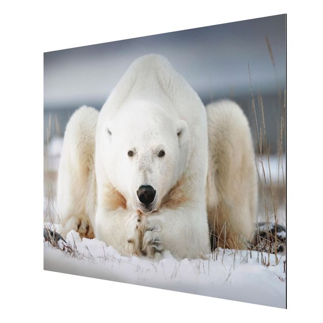 Wandbilder Modern Nachdenklicher Eisbär