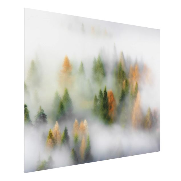 Wandbilder Bäume Nebelwald im Herbst
