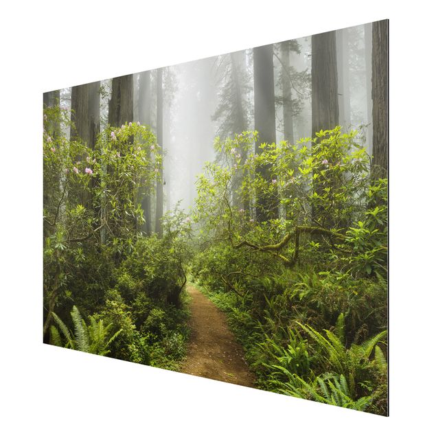 Wandbilder Landschaften Nebliger Waldpfad