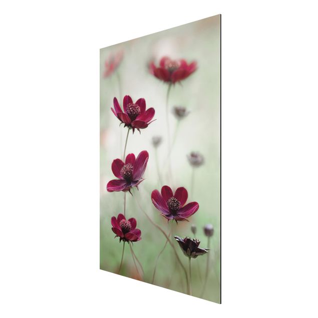 Wandbilder Blumen Pinke Kosmeen
