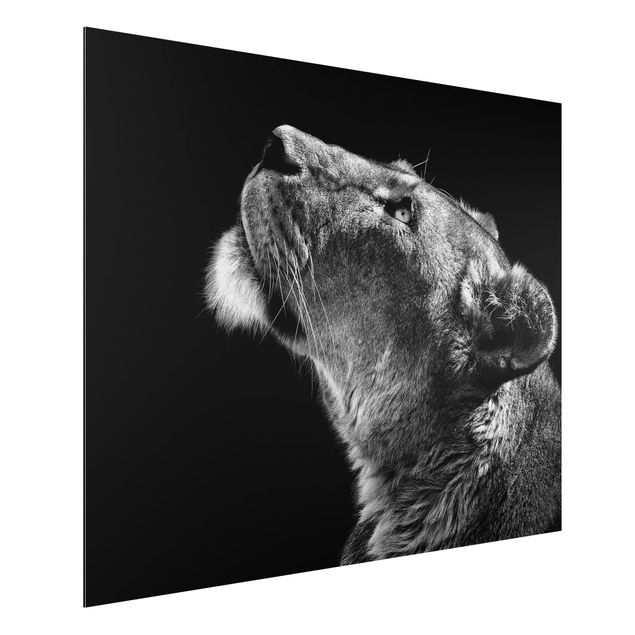 Wandbilder Löwen Portrait einer Löwin
