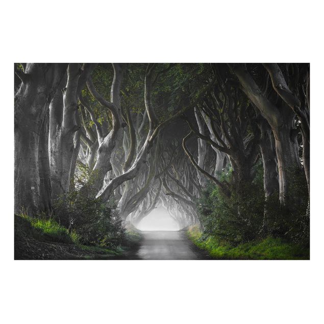 Wandbilder Bäume Wald in Nordirland