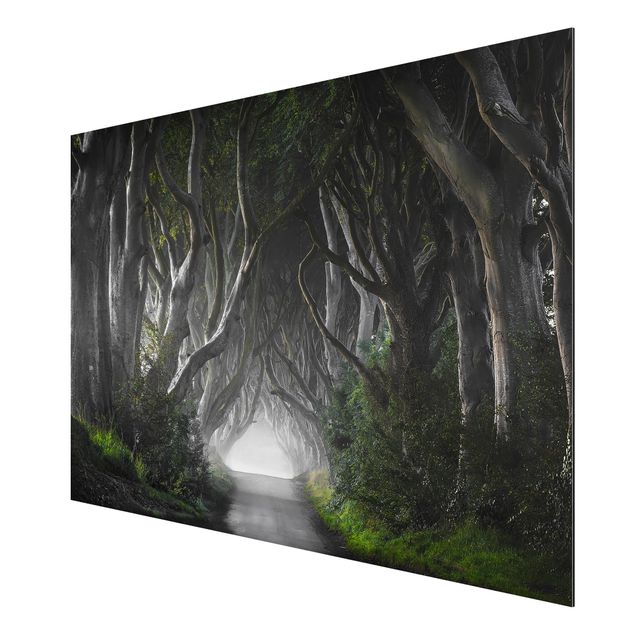 Wandbilder Landschaften Wald in Nordirland