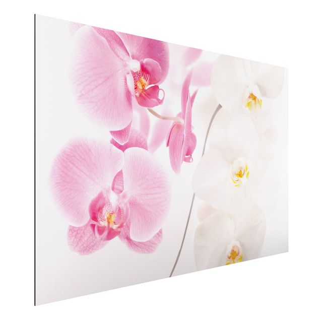 Wandbilder Orchideen Delicate Orchids