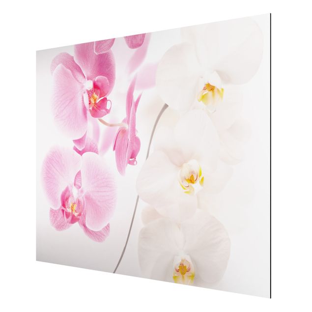 Wandbilder Katzen Delicate Orchids