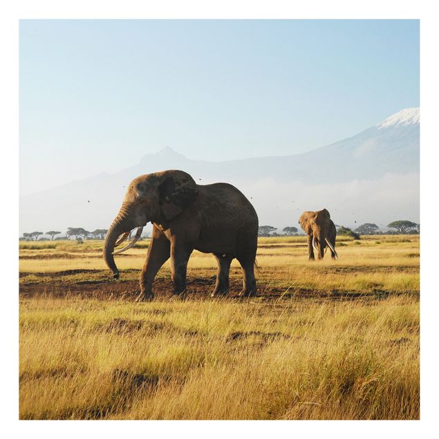 Wandbilder Elefanten Elefanten vor dem Kilimanjaro in Kenia