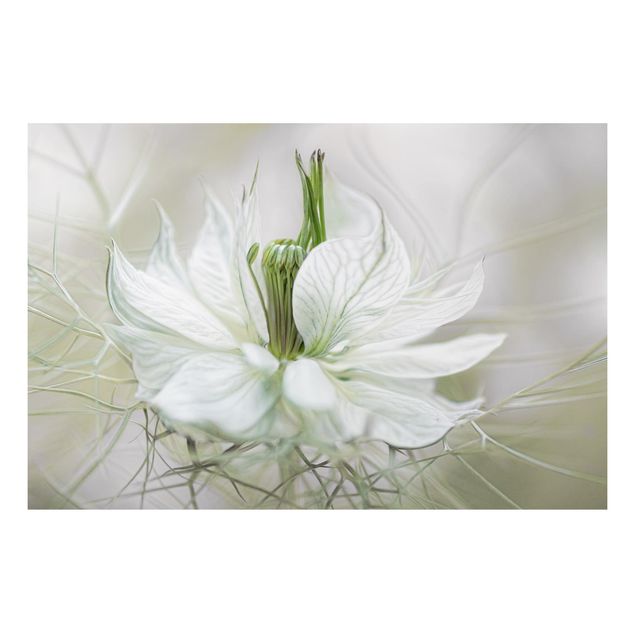Wandbilder Floral Weiße Nigella