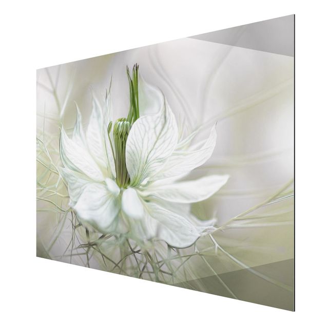 Wandbilder Blumen Weiße Nigella