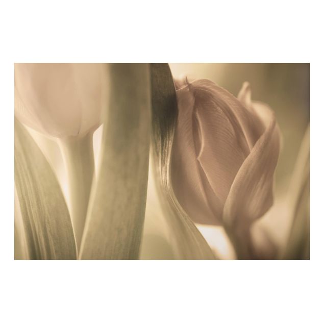 Wandbilder Floral Zarte Tulpen