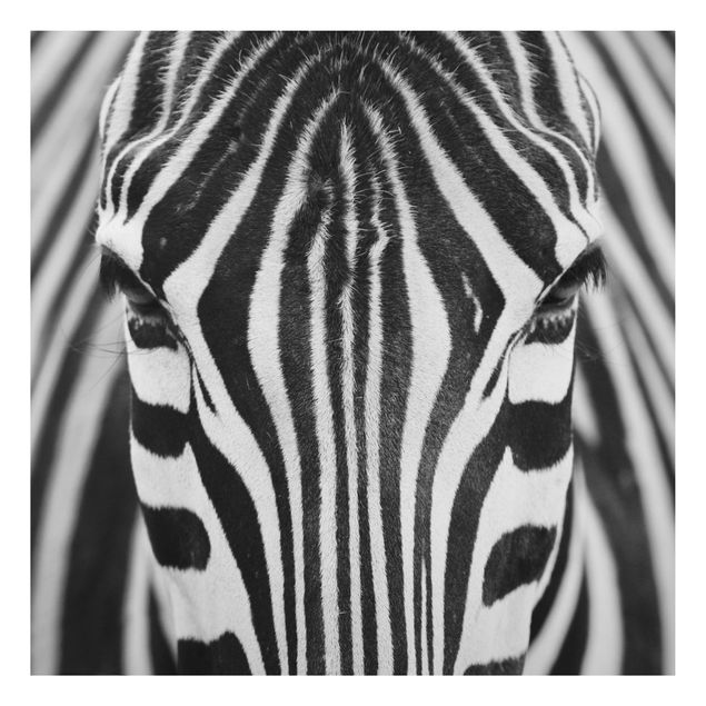 Wandbilder Zebras Zebra Look