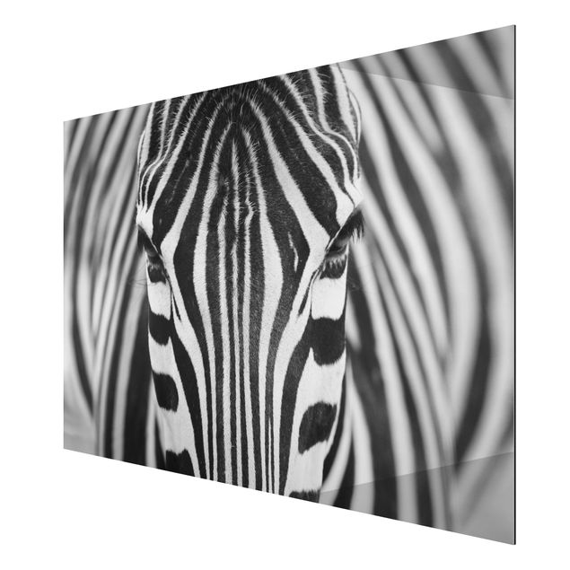 Wandbilder Afrika Zebra Look