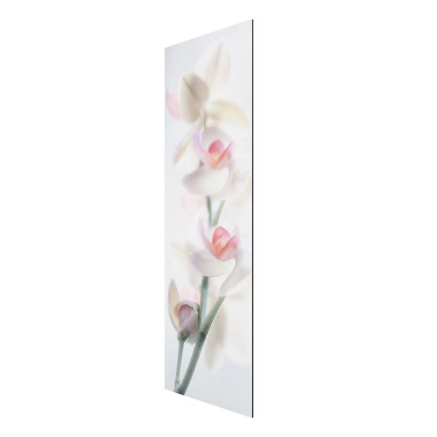 Wandbilder Floral Zerbrechliche Orchidee