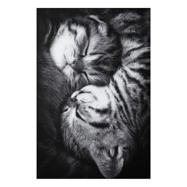 Wandbilder Katzen Zwei Kätzchen