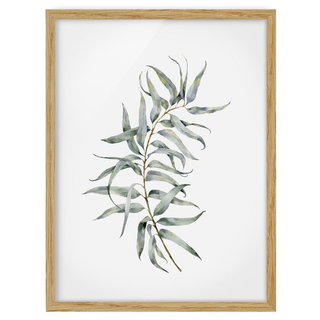 Wandbilder Blumen Aquarell Eucalyptus IV