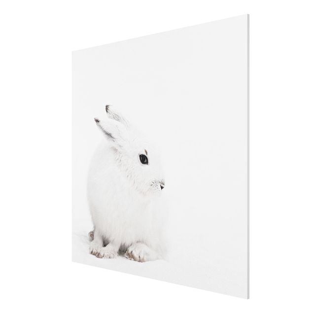 Wandbilder Tiere Arktischer Hase