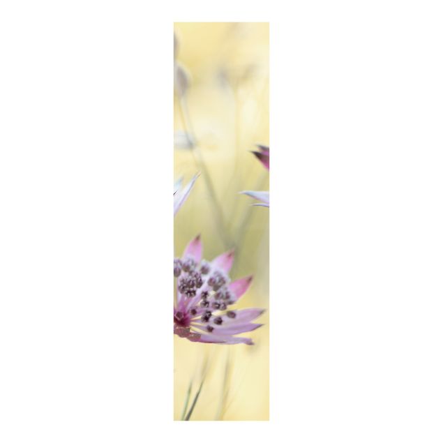 Schiebevorhang Blumen Astrantia Major