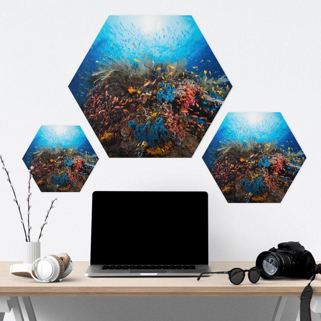 Hexagon Bilder Lagune Unterwasser