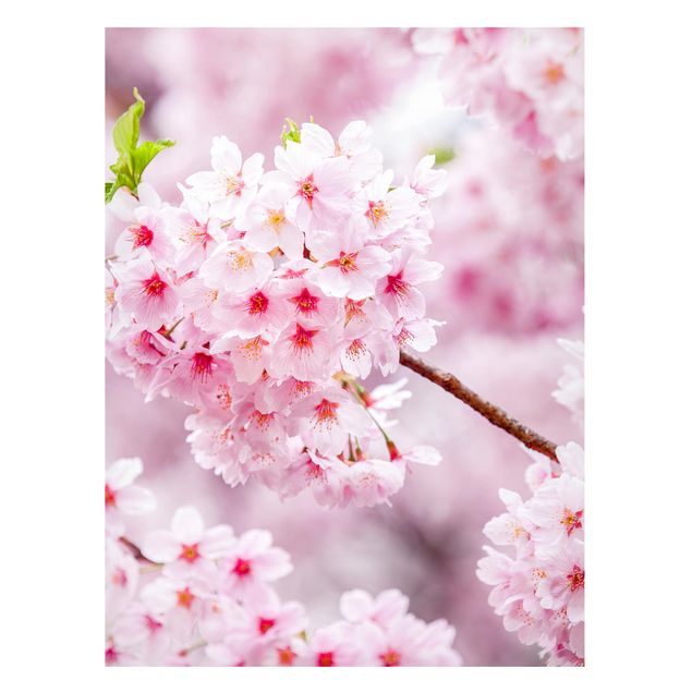 Küche Dekoration Japanische Kirschblüten