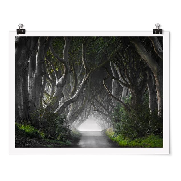 Wandbilder 3D Wald in Nordirland