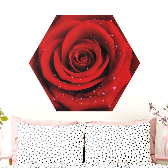 Wandbilder Floral Rote Rose mit Wassertropfen