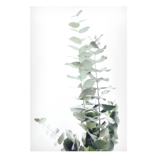 Magnettafel - Eukalyptus im Weißen Licht - Hochformat 2:3