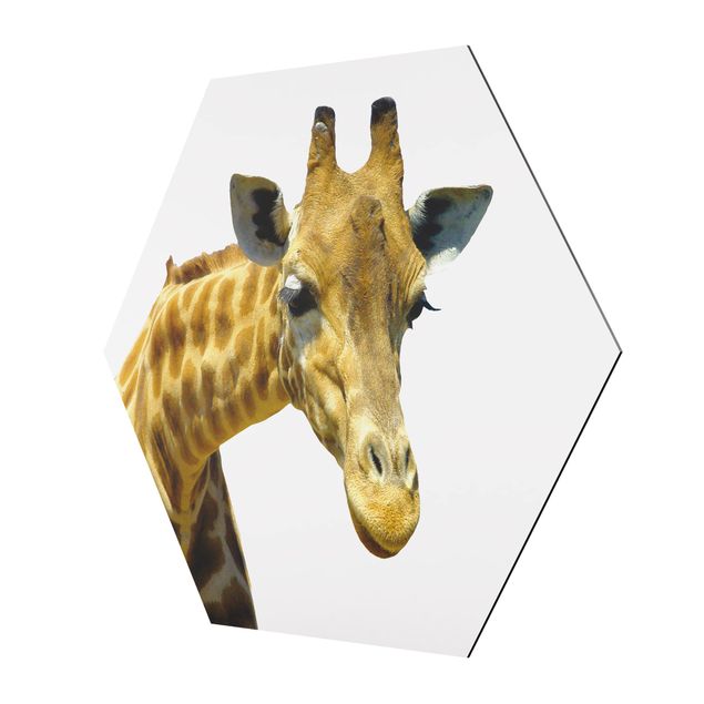 Bilder Hexagon No.21 Neugierige Giraffe