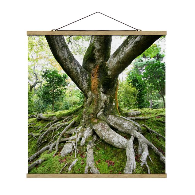 Wandbilder Natur Alter Baum