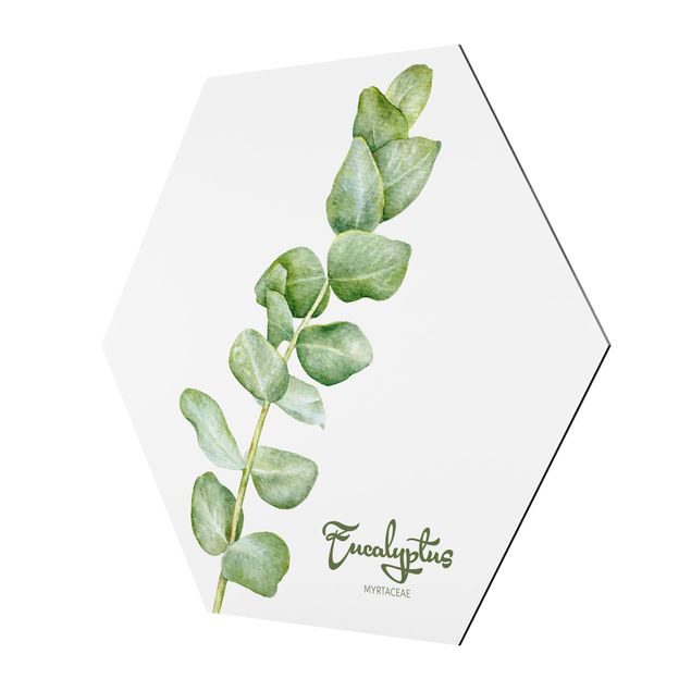Hexagon Bilder Aquarell Botanik Eukalyptus