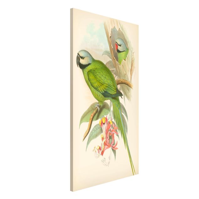 Wanddeko Küche Vintage Illustration Tropische Vögel II