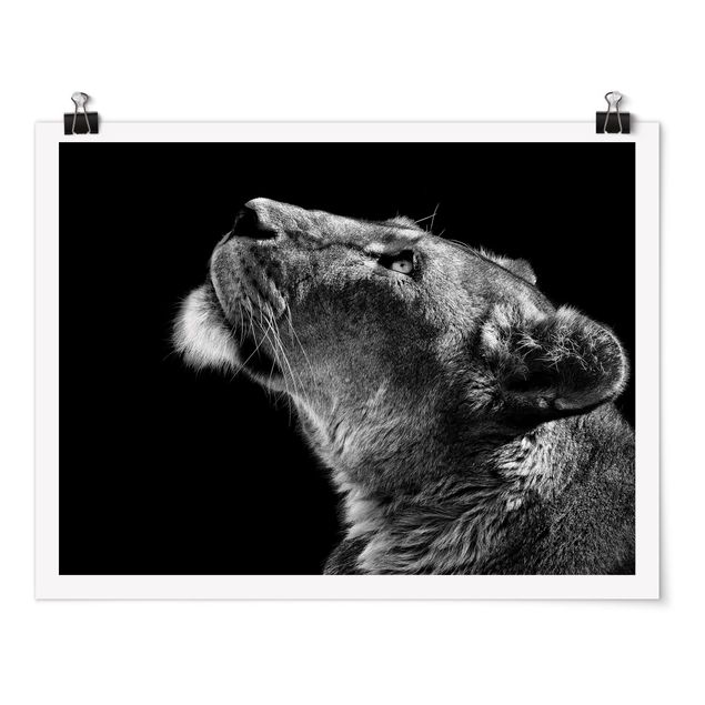 Poster Tiere Portrait einer Löwin