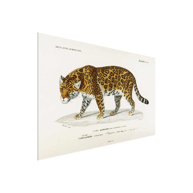 Glasbilder Tiere Vintage Lehrtafel Jaguar