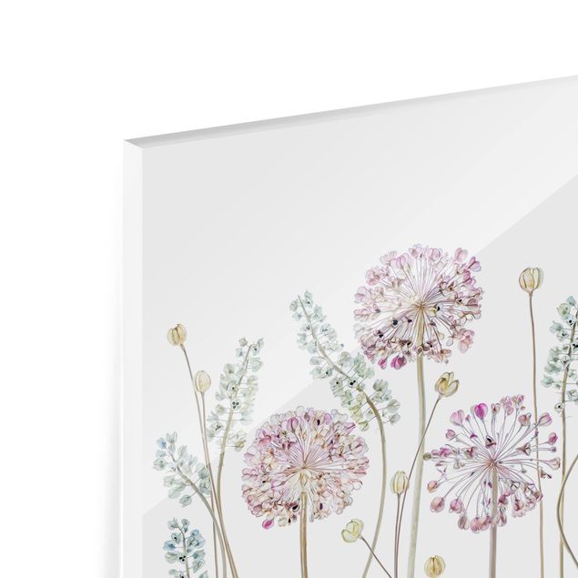 Spritzschutz Glas - Allium Illustration - Querformat - 3:2